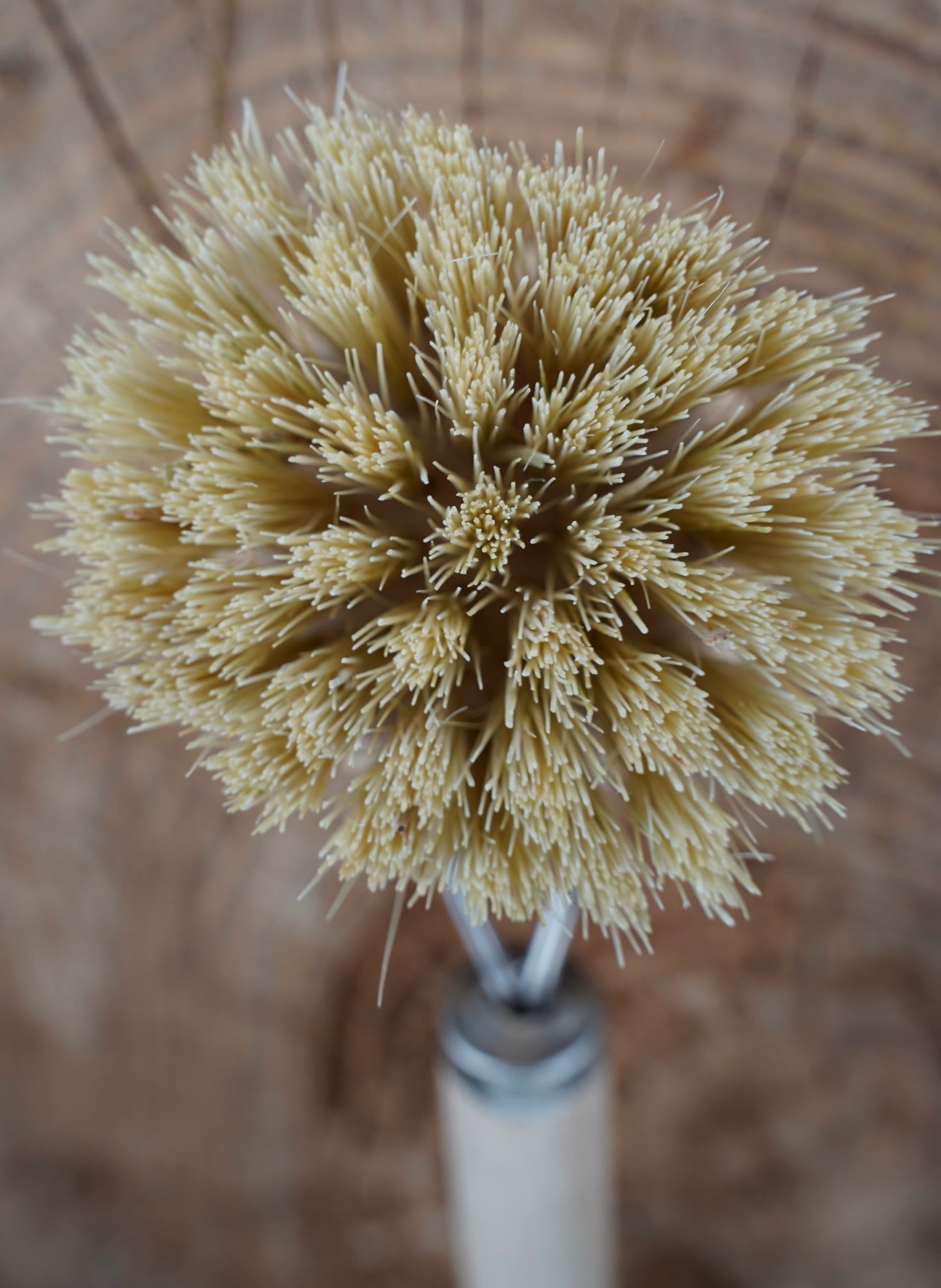 A close-up of a natural fiber cleaning brush head with dense pale beige bristles attached to a white handle, set against a blurred brown background.
