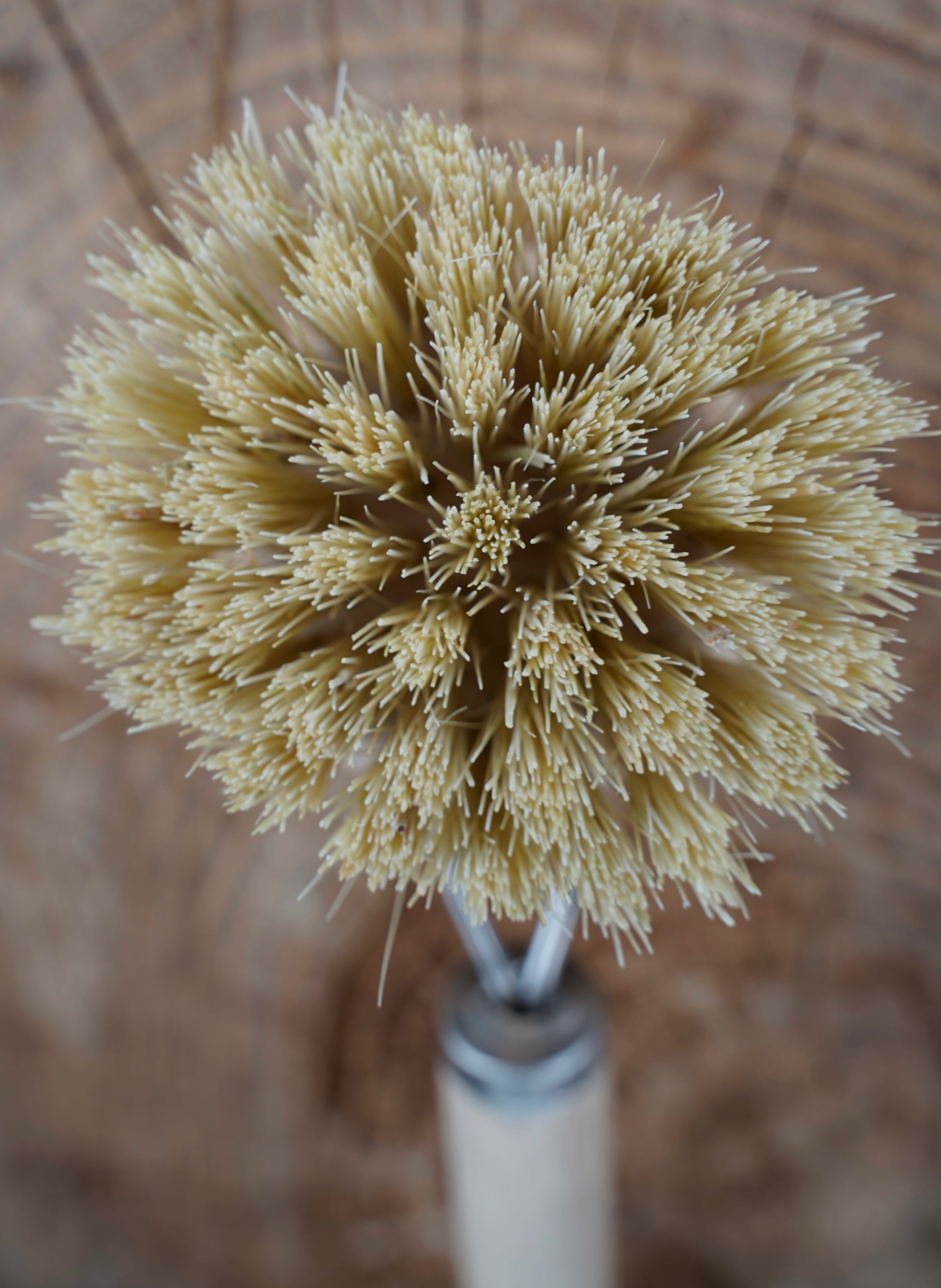 A close-up of a natural fiber cleaning brush head with dense pale beige bristles attached to a white handle, set against a blurred brown background.